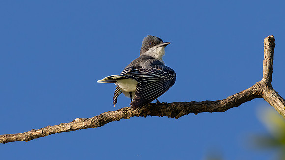 Eastern Kingbird