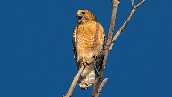 Red-shouldered Hawk