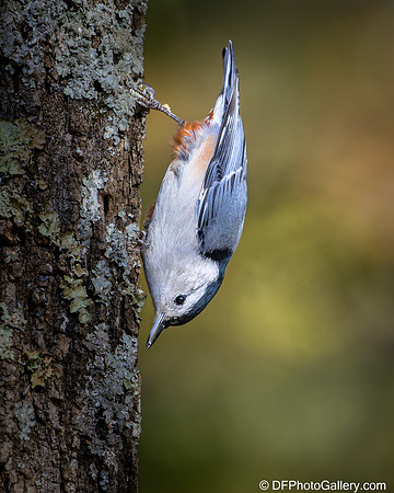 White-breasted Nuthatch