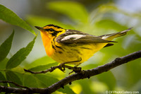 2025 - Recent Bird Photos (1)