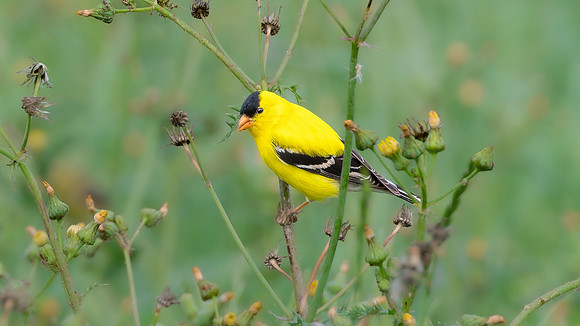 American Goldfinch