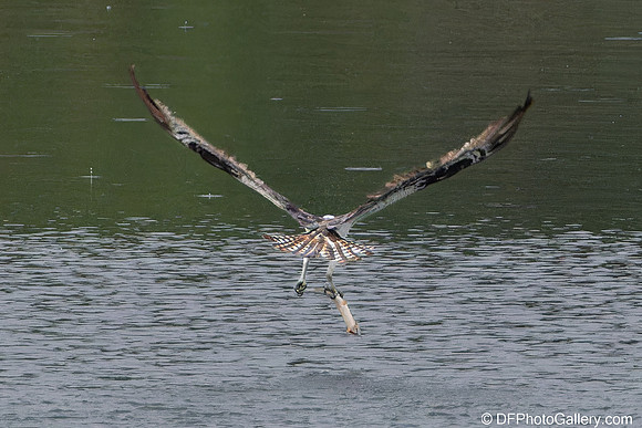 Osprey catching fish
