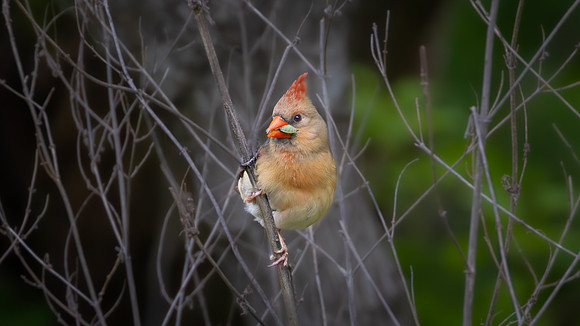 Northern Cardinal (Female)