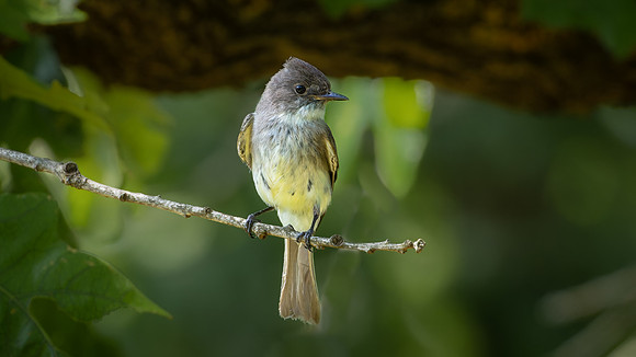 Eastern Phoebe
