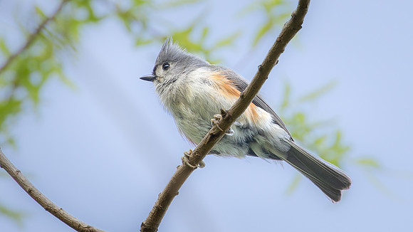 Tufted Titmouse