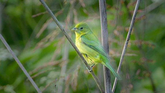 Painted Bunting (Female)