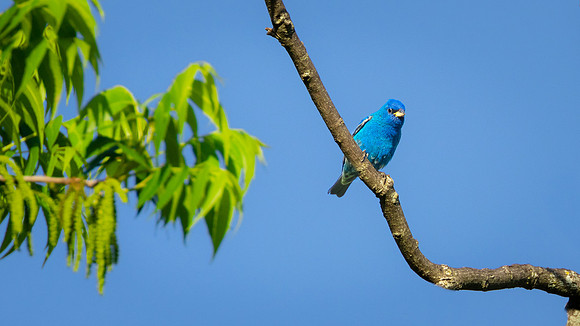 Indigo Bunting