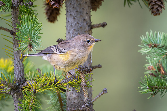 Audubon's Warbler