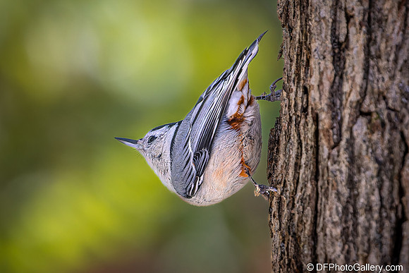 White-breasted Nuthatch