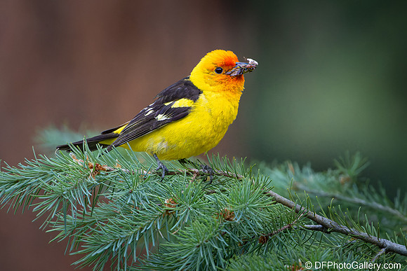 Western Tanager