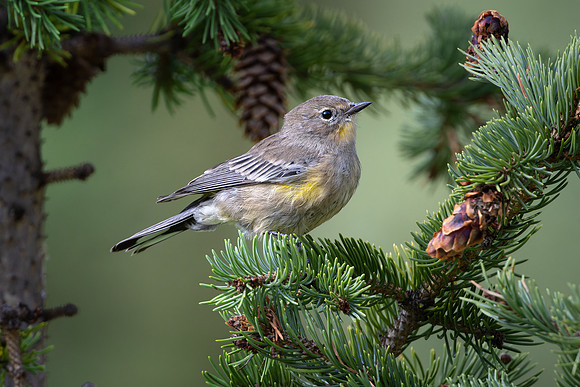 Audubon's Warbler