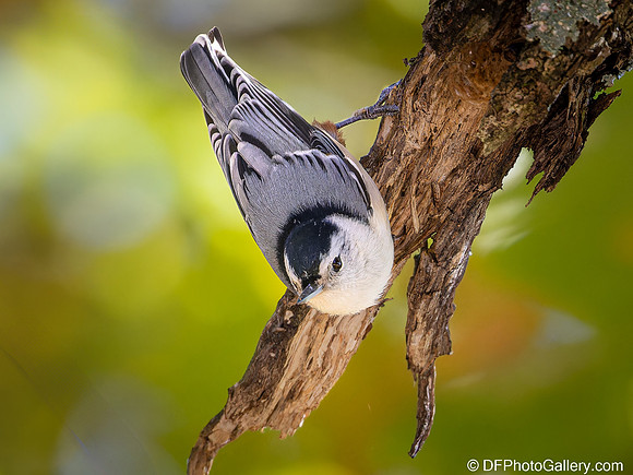 White-breasted Nuthatch