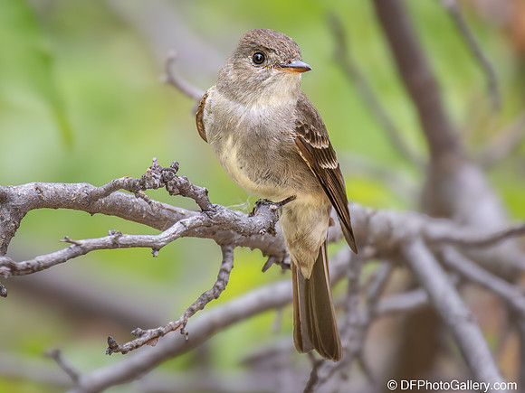 Western Wood Peewee