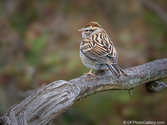 Chipping Sparrow