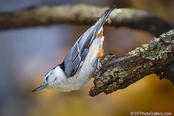 White-breasted Nuthatch