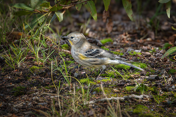 Audubon's Warbler