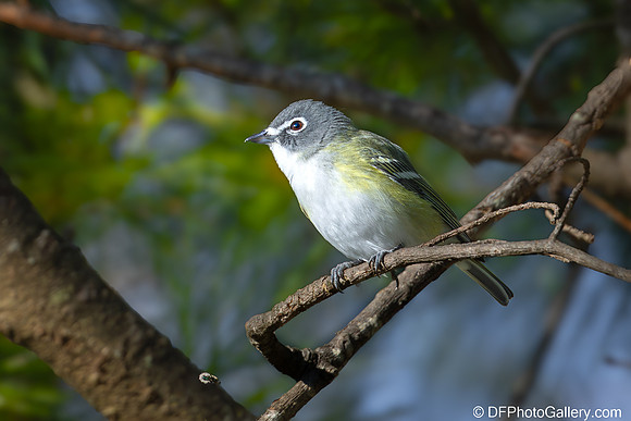 Blue-headed Vireo