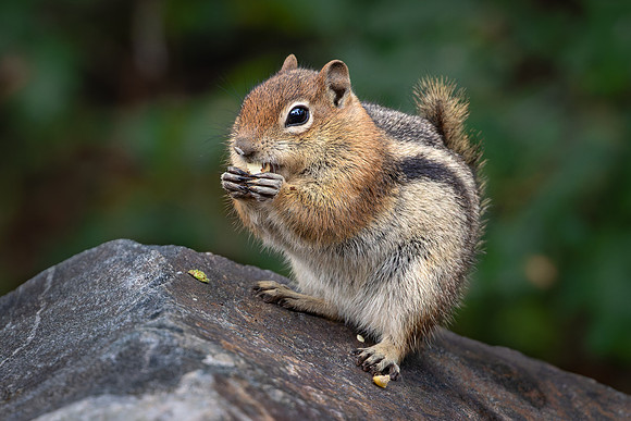 Golden-mantled ground squirrel