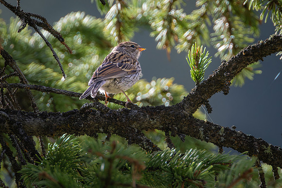 Chipping Sparrow