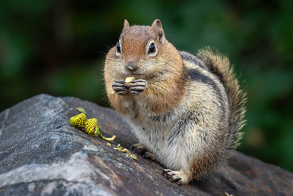 Golden-mantled ground squirrel