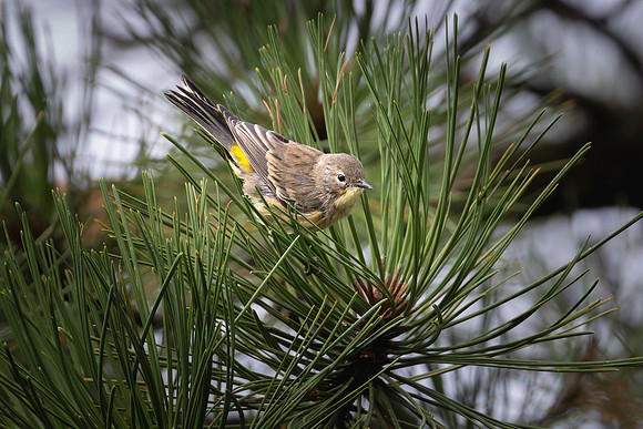 Audubon's Warbler