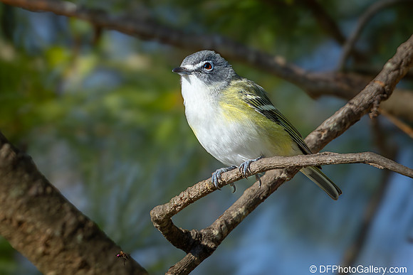 Blue-headed Vireo