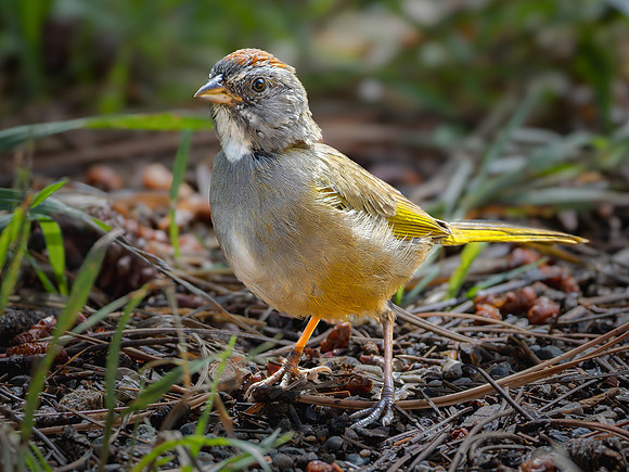 Green-tailed Towhee