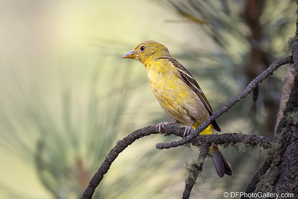 Western Tanager (Female)