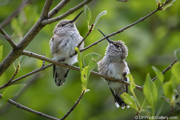 Humming Bird