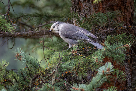 Canada Jay