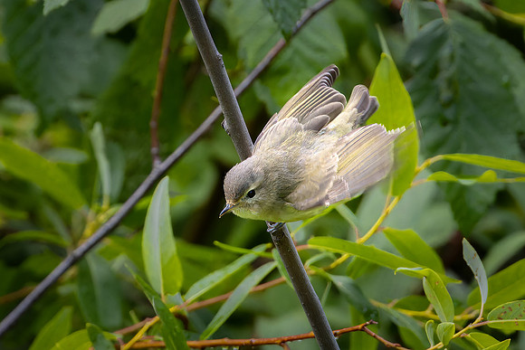 Warbling Vireo