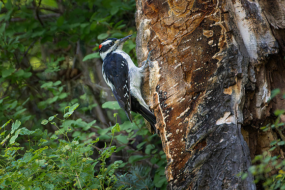 Hairy woodpecker