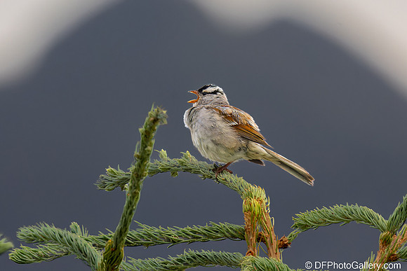White-crowned Sparrow