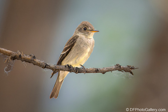 Western Wood Peewee