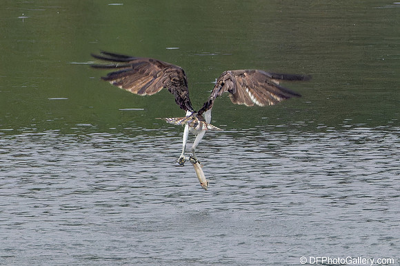 Osprey catching fish