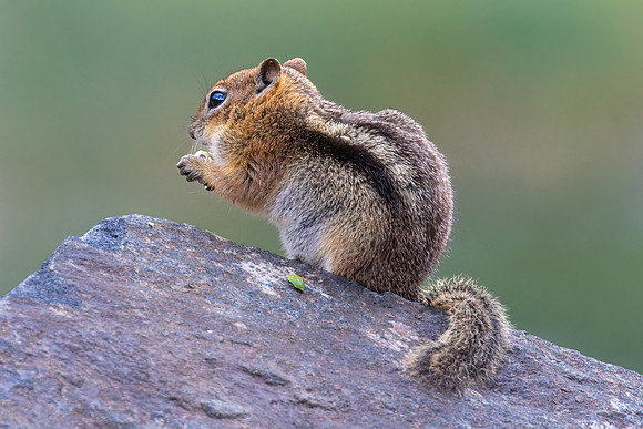 Golden-mantled ground squirrel