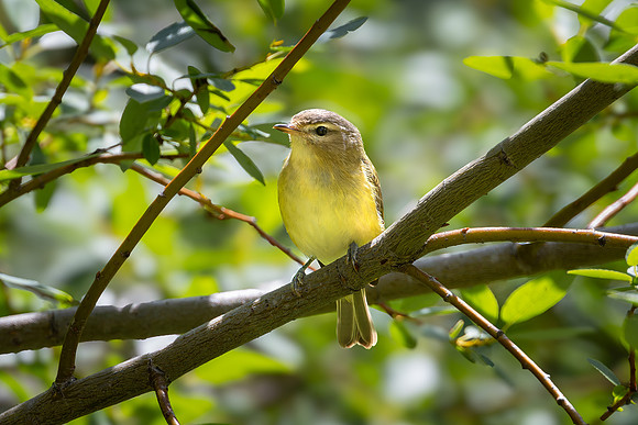 Warbling Vireo