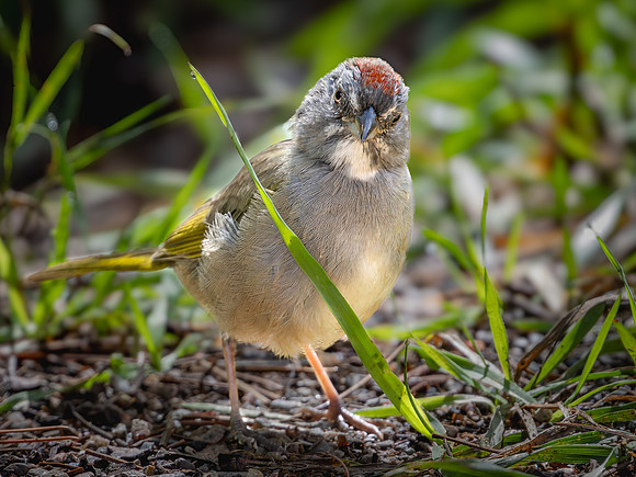 Green-tailed Towhee