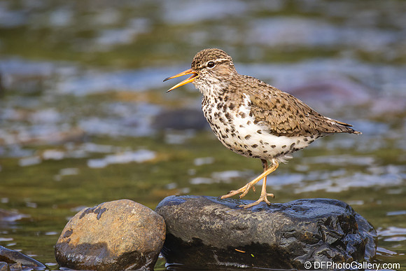 Spotted Sandpiper