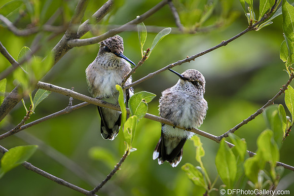 Humming Bird