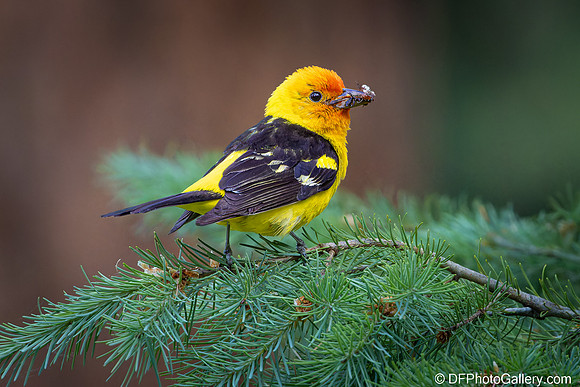 Western Tanager
