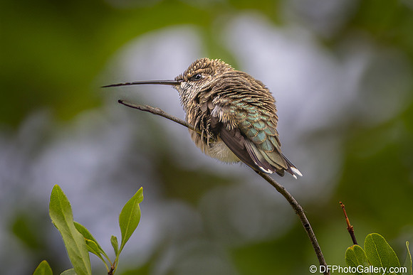 Humming Bird