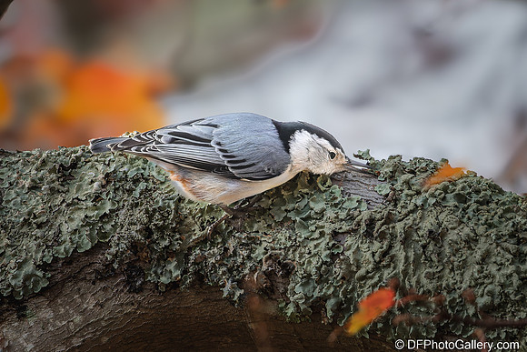 White-breasted Nuthatch