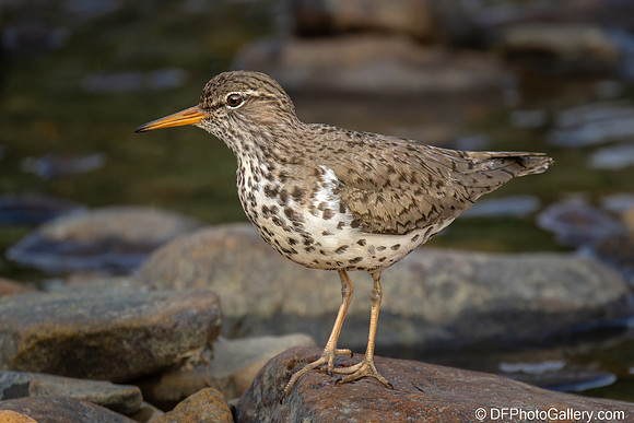 Spotted Sandpiper