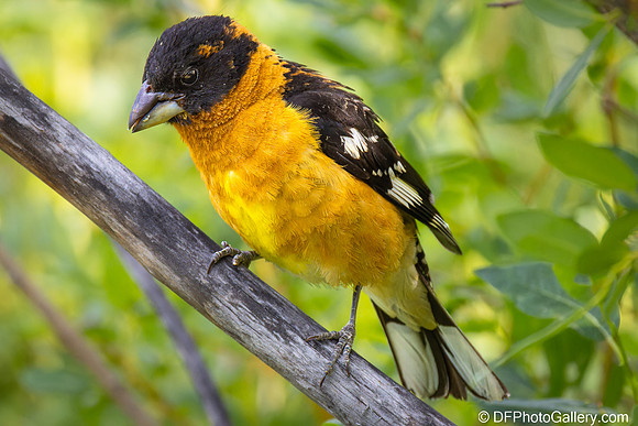 Black-headed Grosbeak