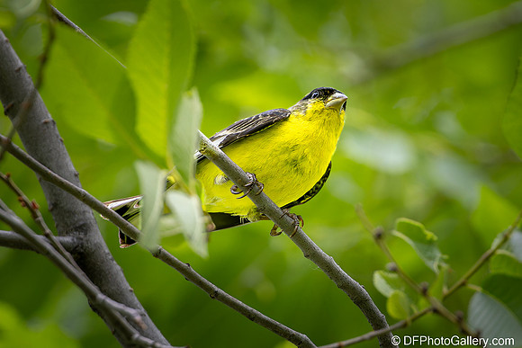 Least Goldfinch