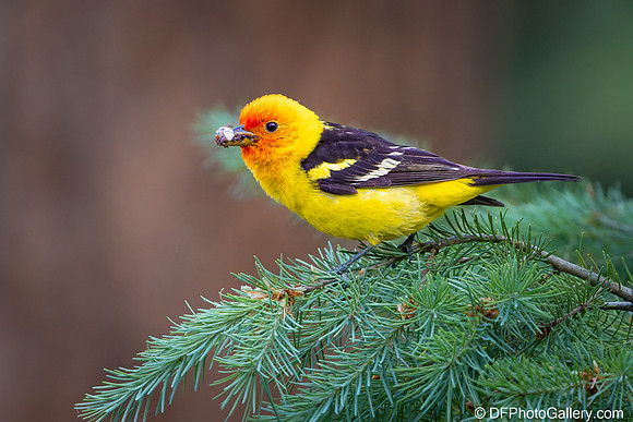 Western Tanager