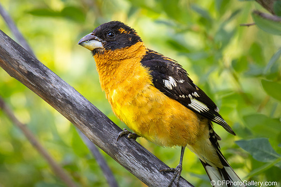 Black-headed Grosbeak