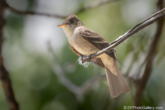 Western Wood Peewee
