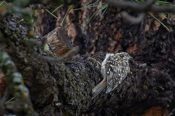 Brown creeper